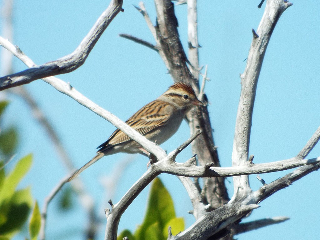Chipping Sparrow - Christopher Ferro