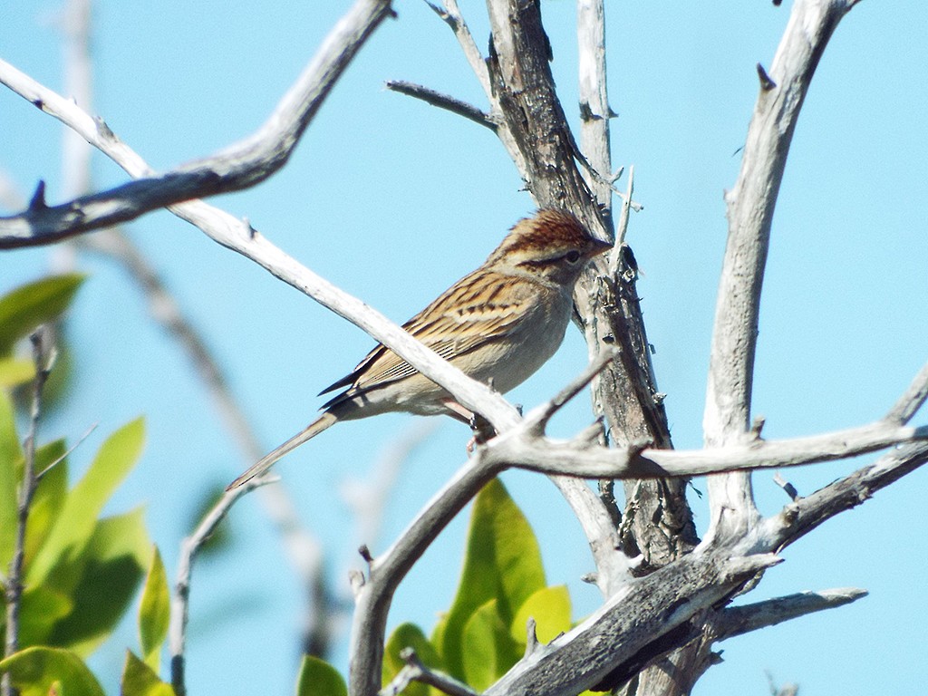 Chipping Sparrow - Christopher Ferro