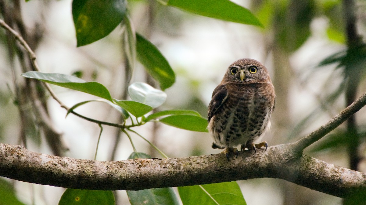 Cuban Pygmy-Owl - ML77713981