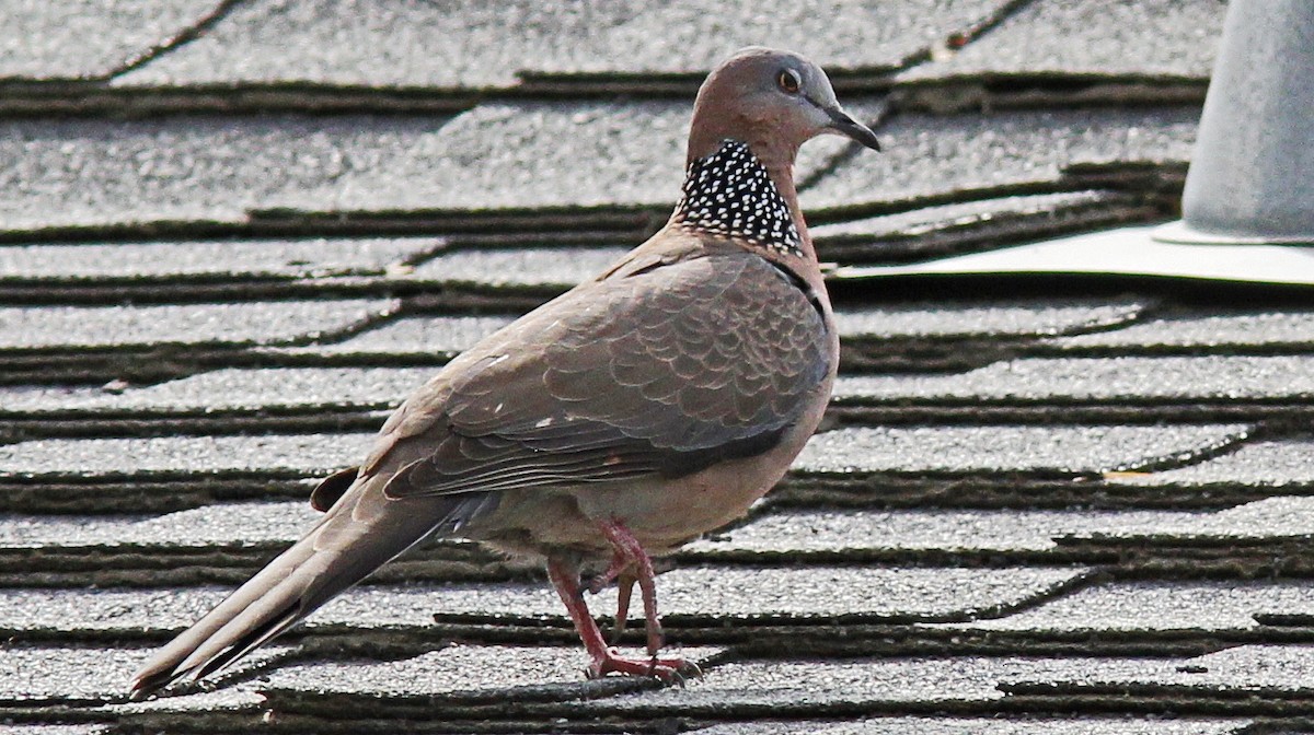 Spotted Dove - Alison Sheehey