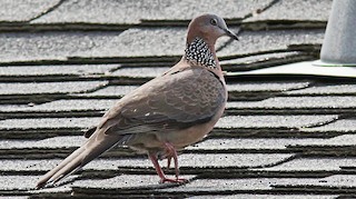 Spotted Dove, ML77715611