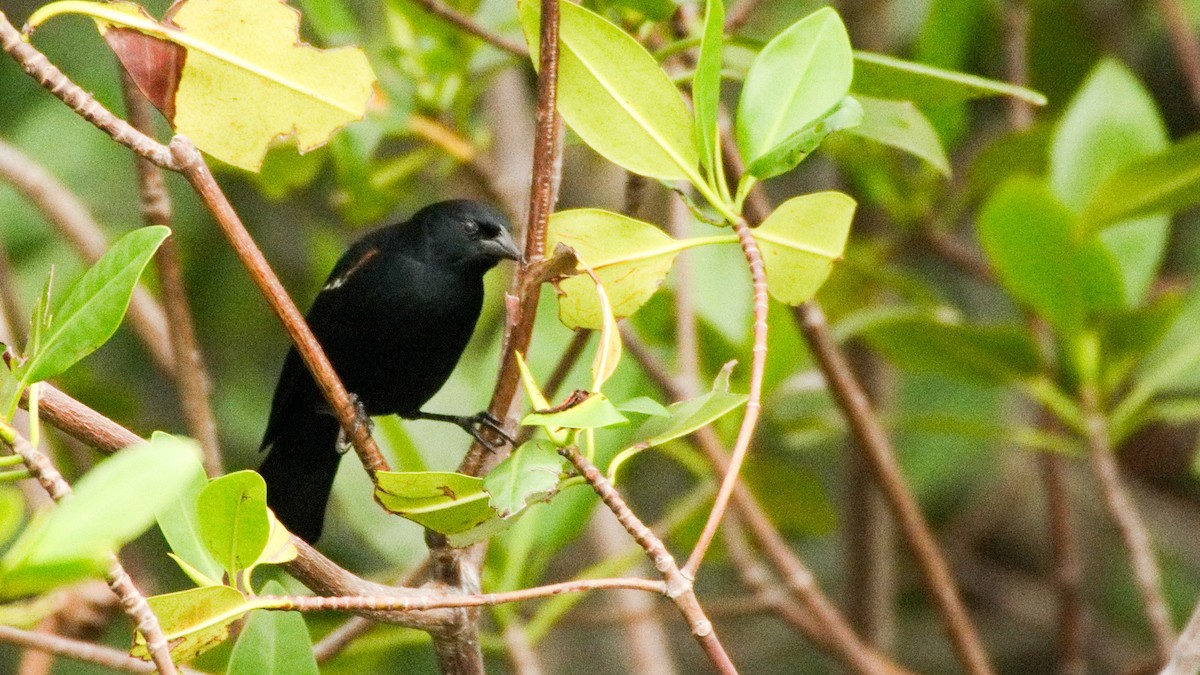 Tawny-shouldered Blackbird - ML77715741