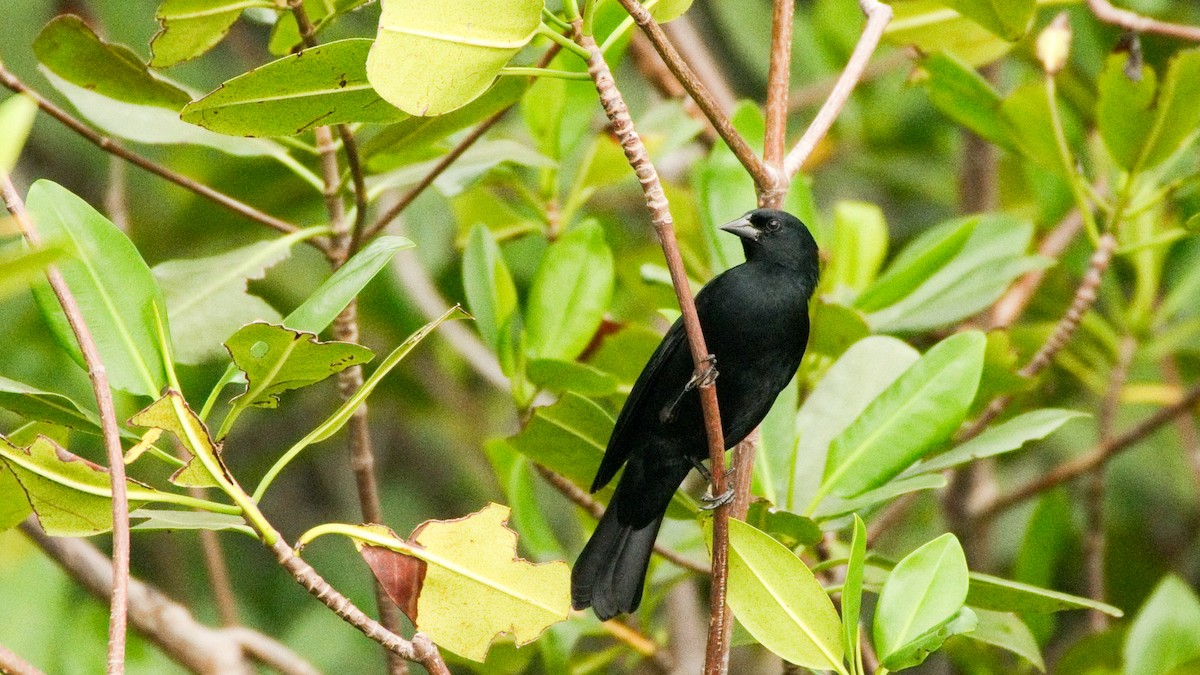 Tawny-shouldered Blackbird - Jean-Sébastien Guénette