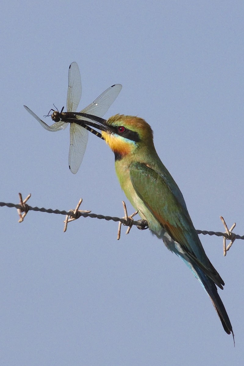Rainbow Bee-eater - ML77718711