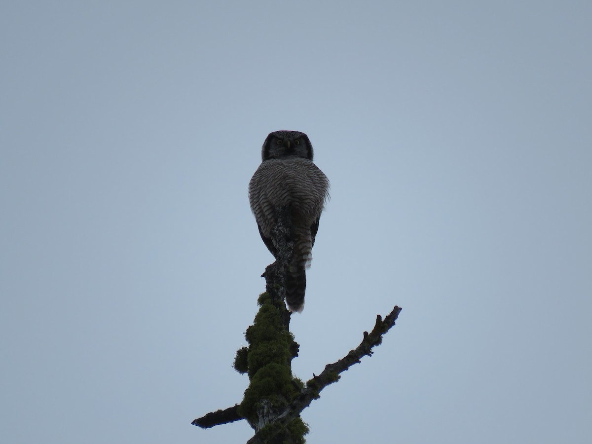 Northern Hawk Owl (American) - ML77719081