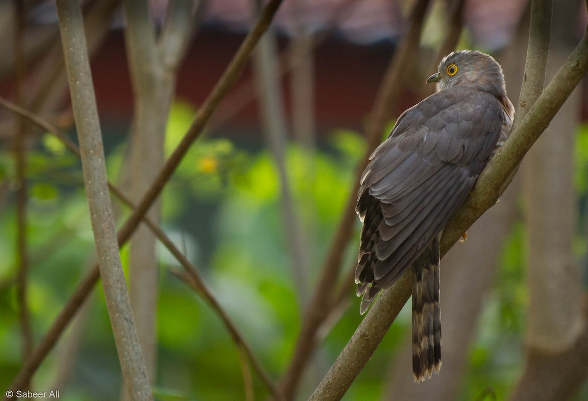 Common Hawk-Cuckoo - sabeer ali