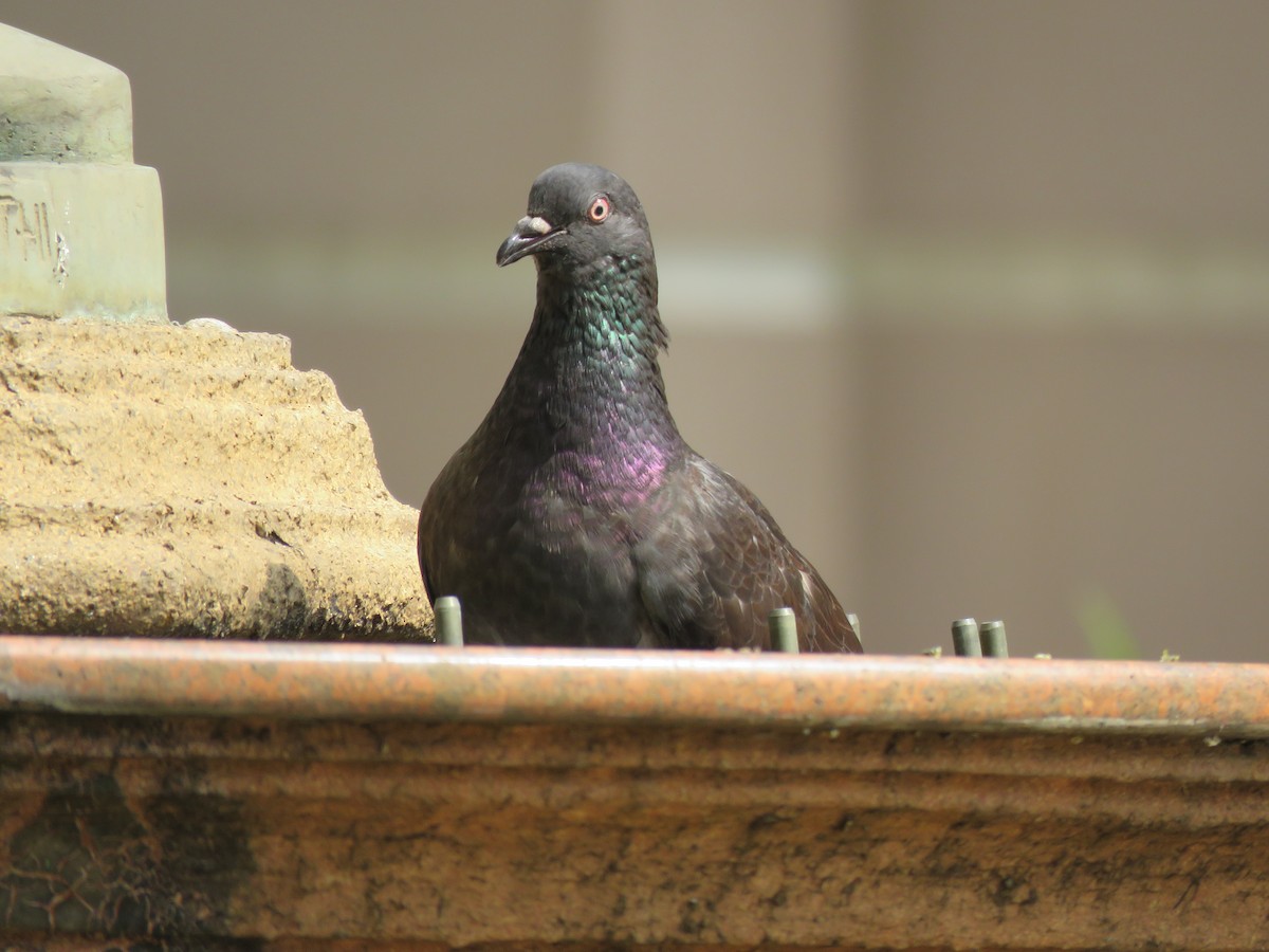 Rock Pigeon (Feral Pigeon) - Ursula K Heise