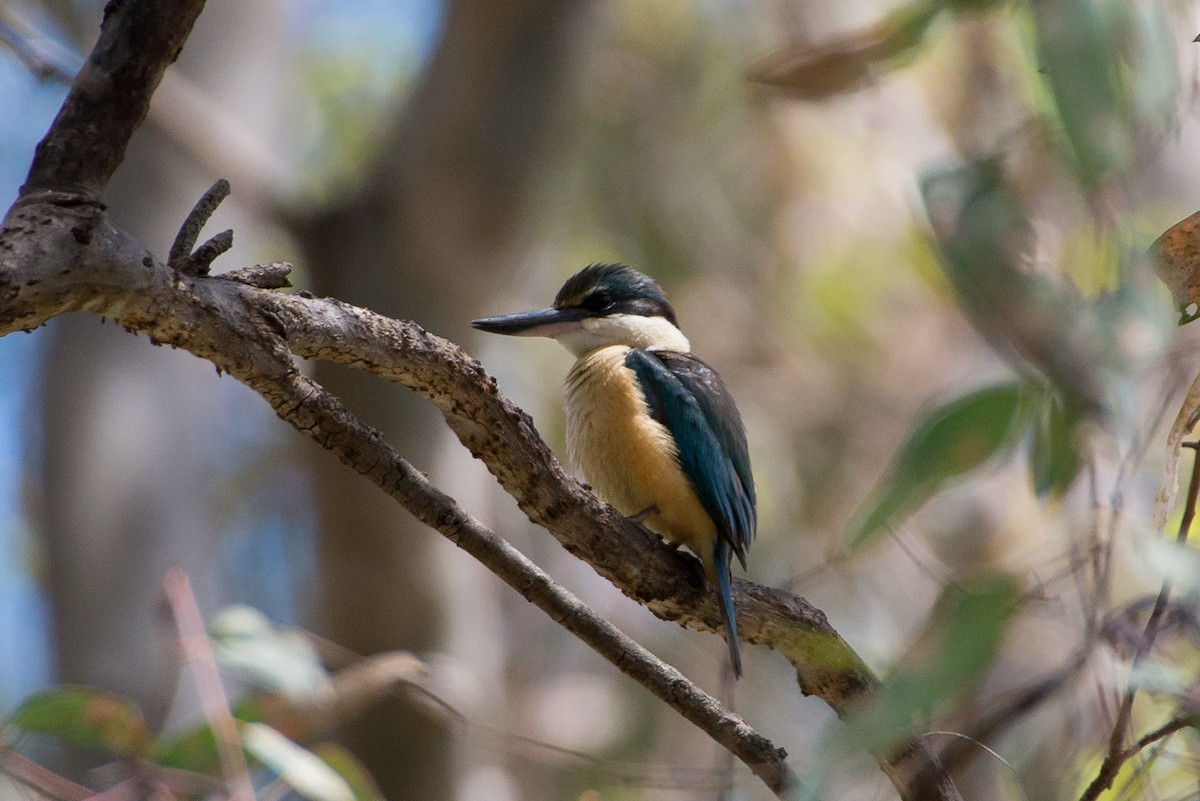 Sacred Kingfisher (Australasian) - ML77720551