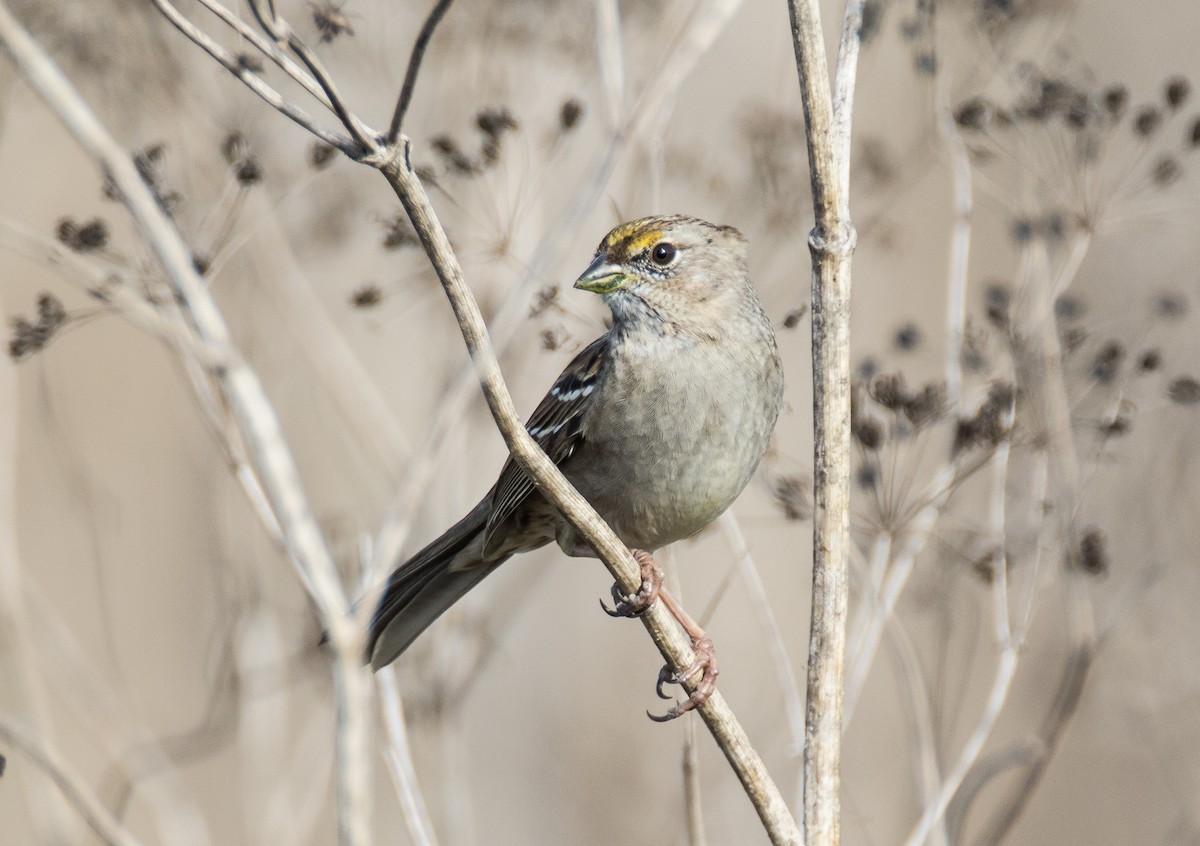 Golden-crowned Sparrow - ML77720701