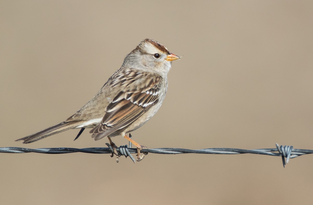 White-crowned Sparrow - Blake Matheson