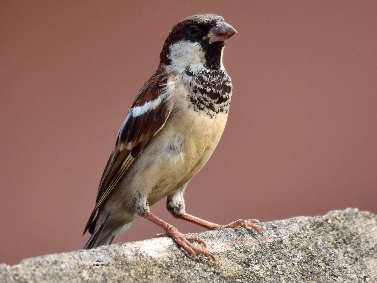 House Sparrow - mathew thekkethala