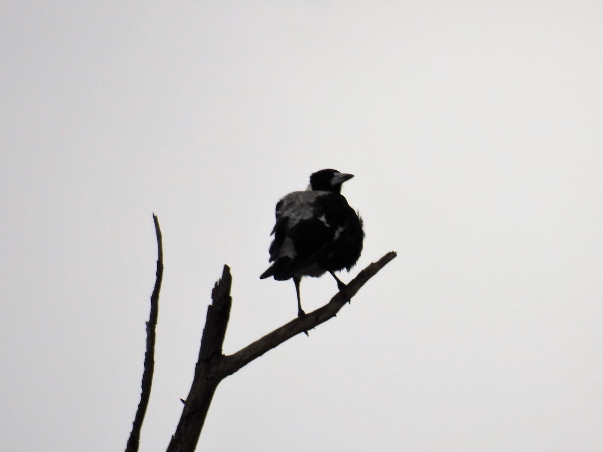 Australian Magpie (White-backed) - Ken Crawley