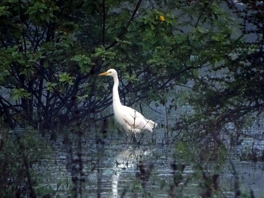 Medium Egret - Sreekumar Chirukandoth
