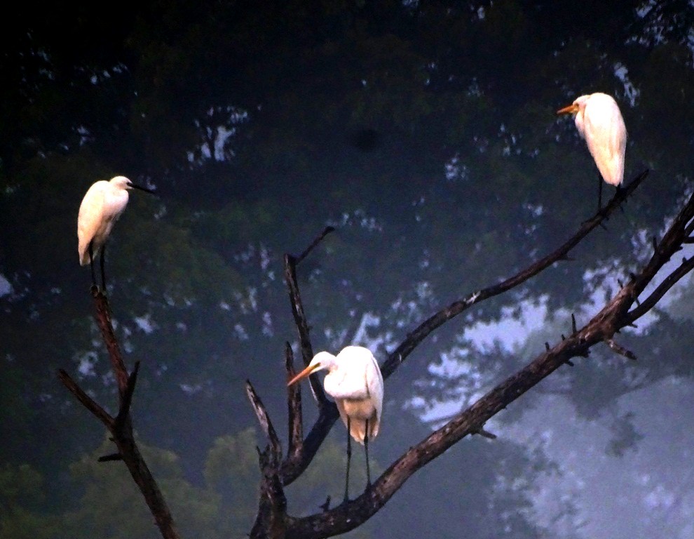 Little Egret - Sreekumar Chirukandoth