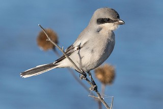 Loggerhead Shrike