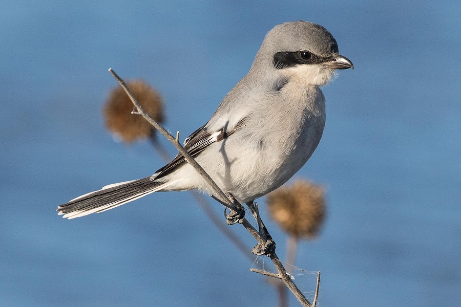 Loggerhead Shrike