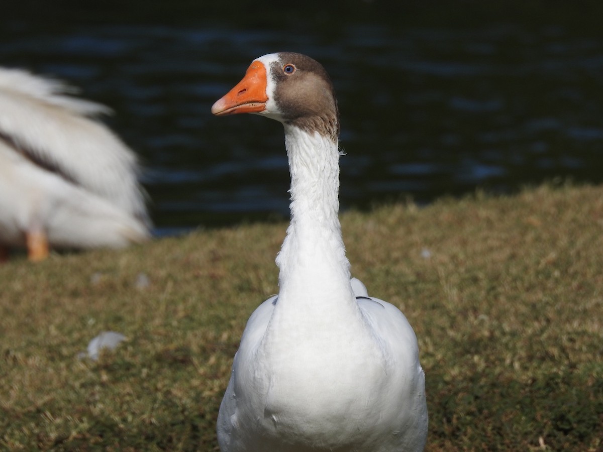 Graylag Goose (Domestic type) - ML77722661