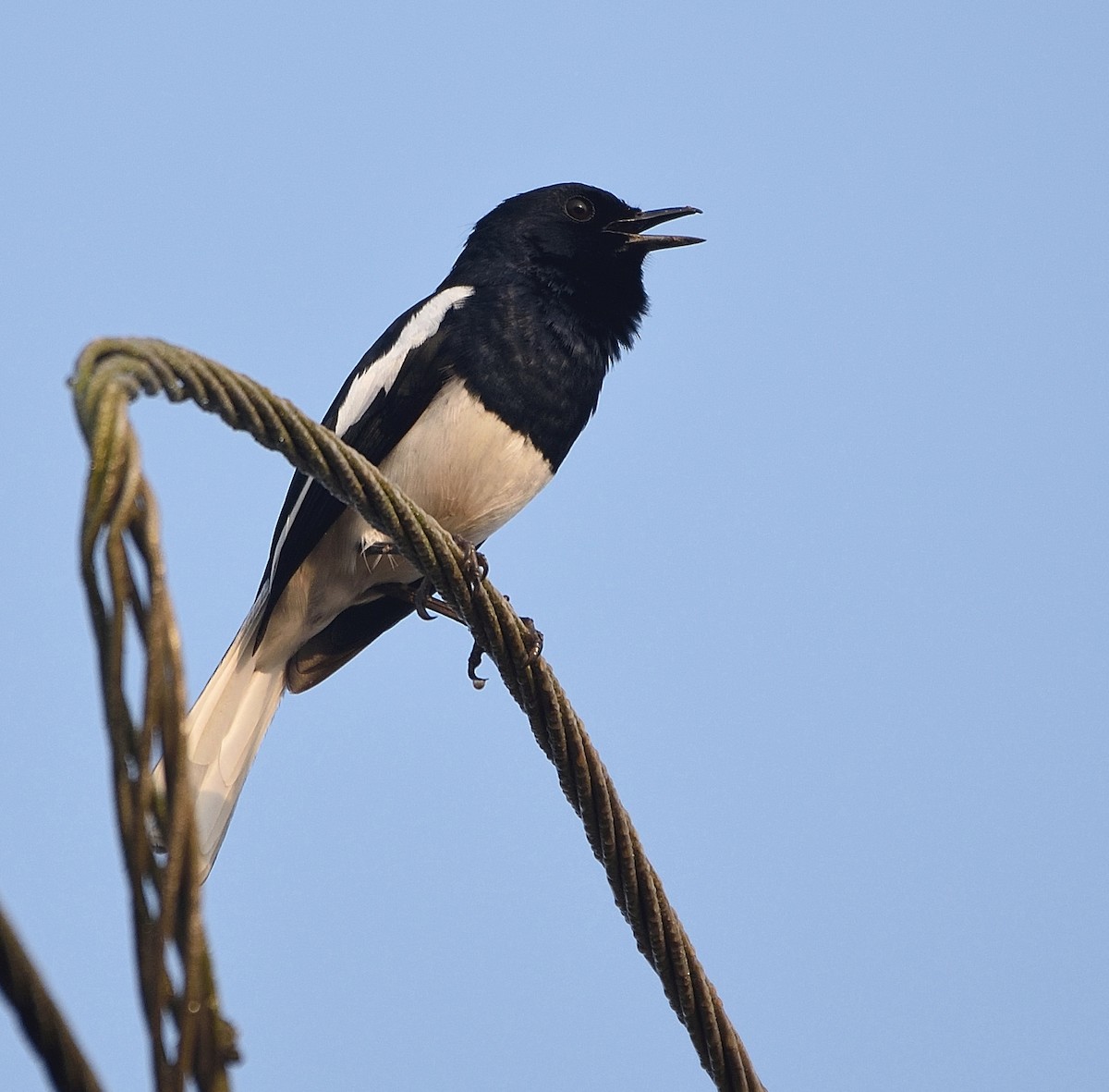 Oriental Magpie-Robin - Arun Prabhu