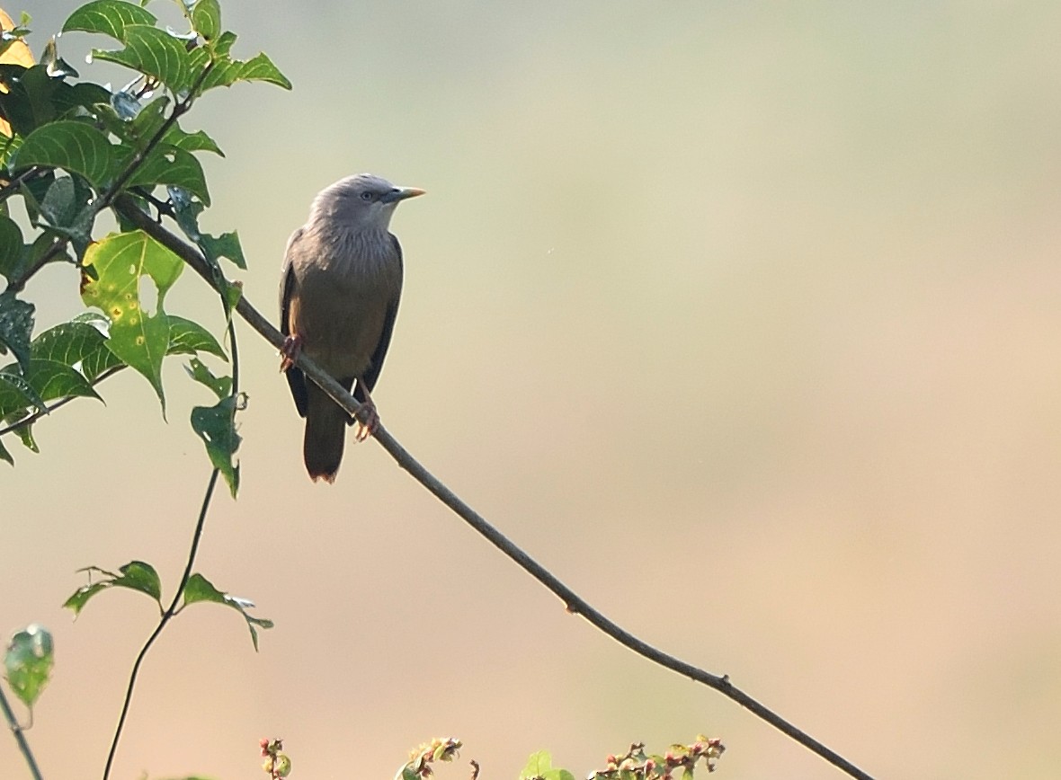 Chestnut-tailed Starling - ML77723431
