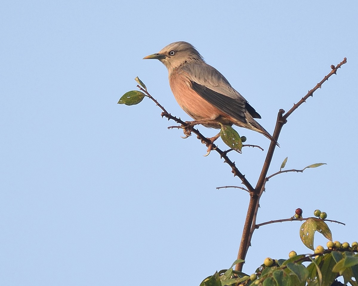 Chestnut-tailed Starling - Arun Prabhu