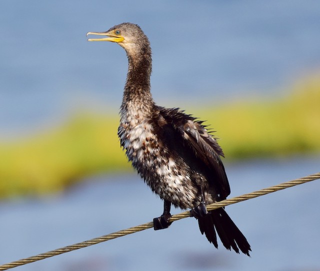 indian cormorant