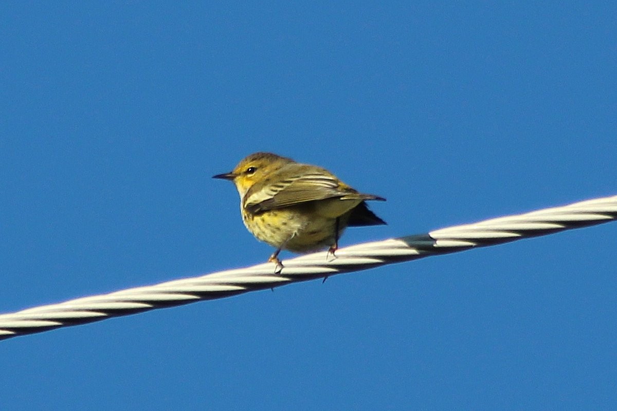 Cape May Warbler - ML77724461