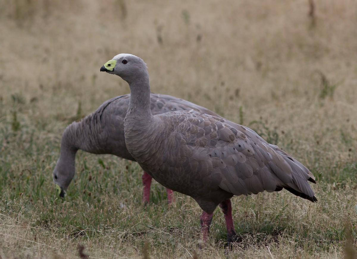 Cape Barren Goose - Richard and Margaret Alcorn