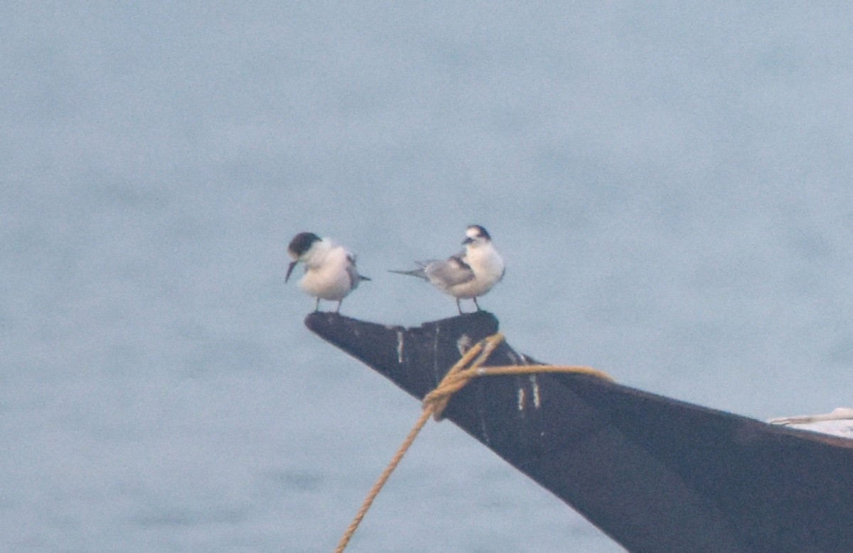 Common Tern - HG Prashanthakumar