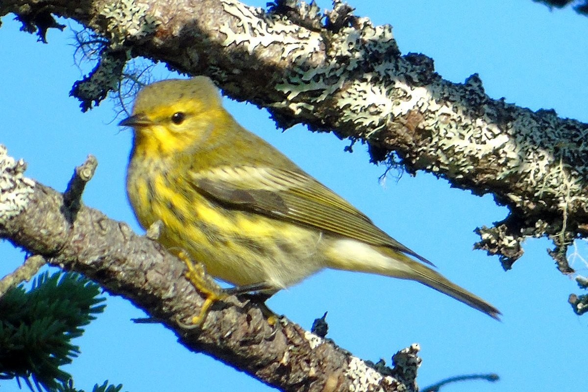 Cape May Warbler - ML77726561