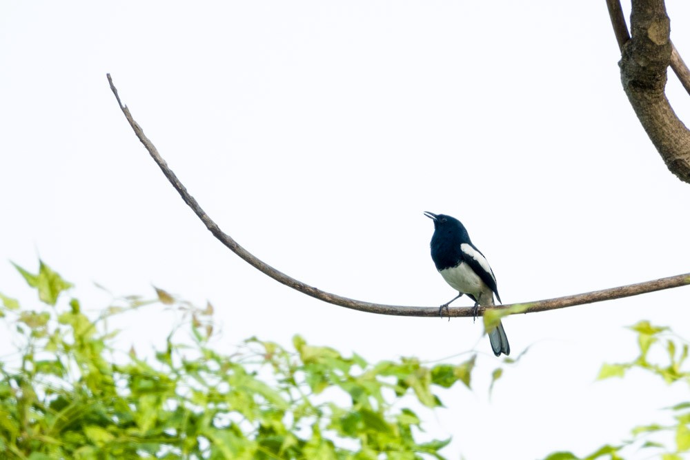 Oriental Magpie-Robin - Howard Banwell