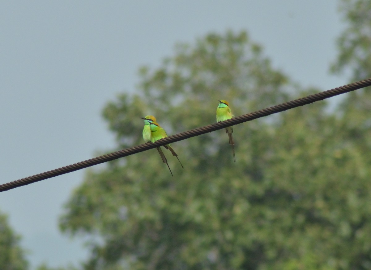 Asian Green Bee-eater - ML77729901