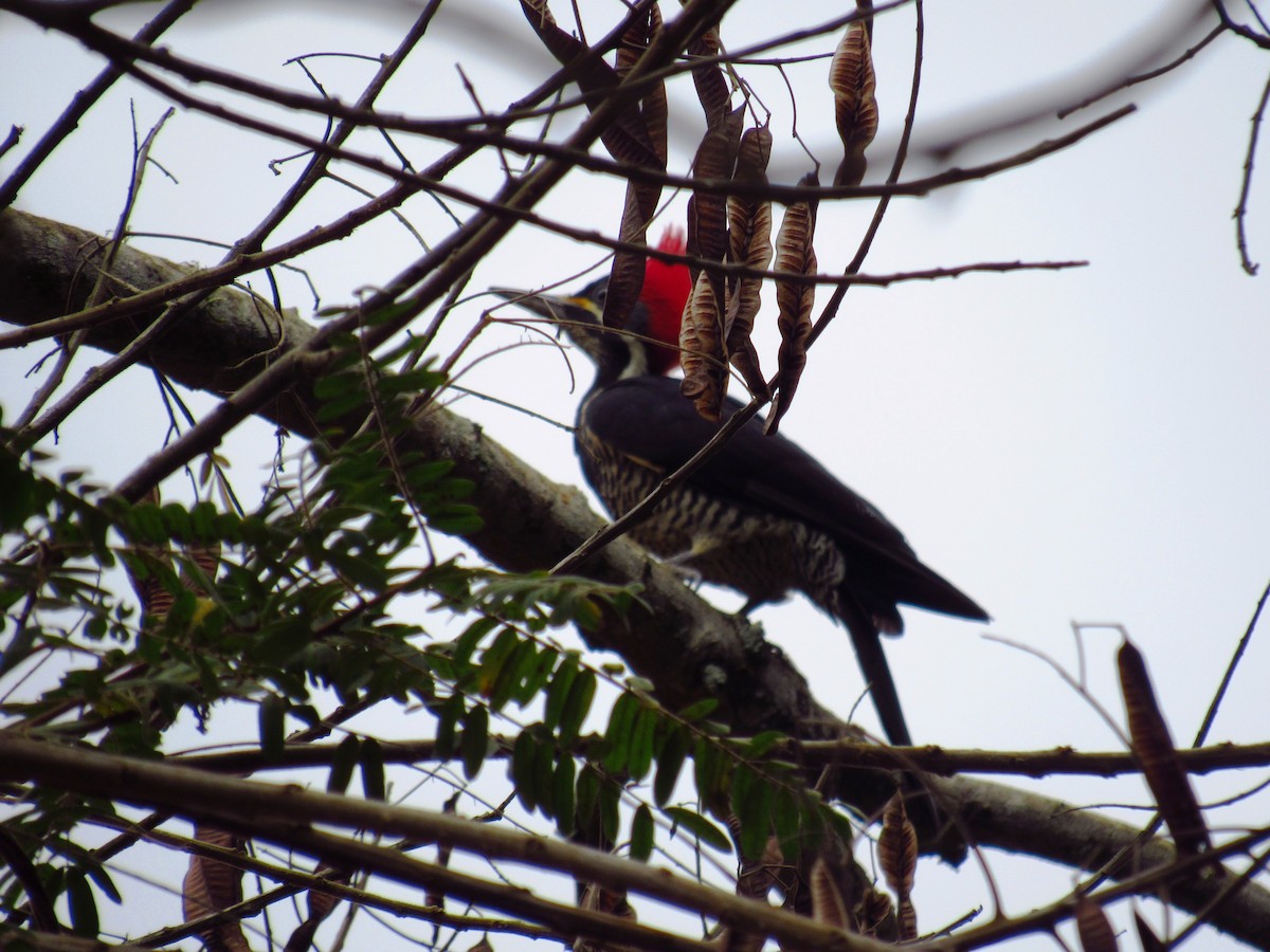 Lineated Woodpecker - ML77732501