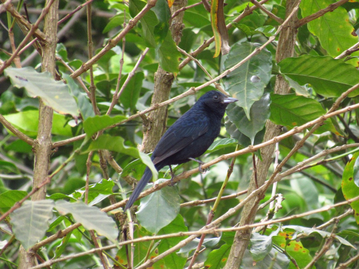Ruby-crowned Tanager - ML77732821
