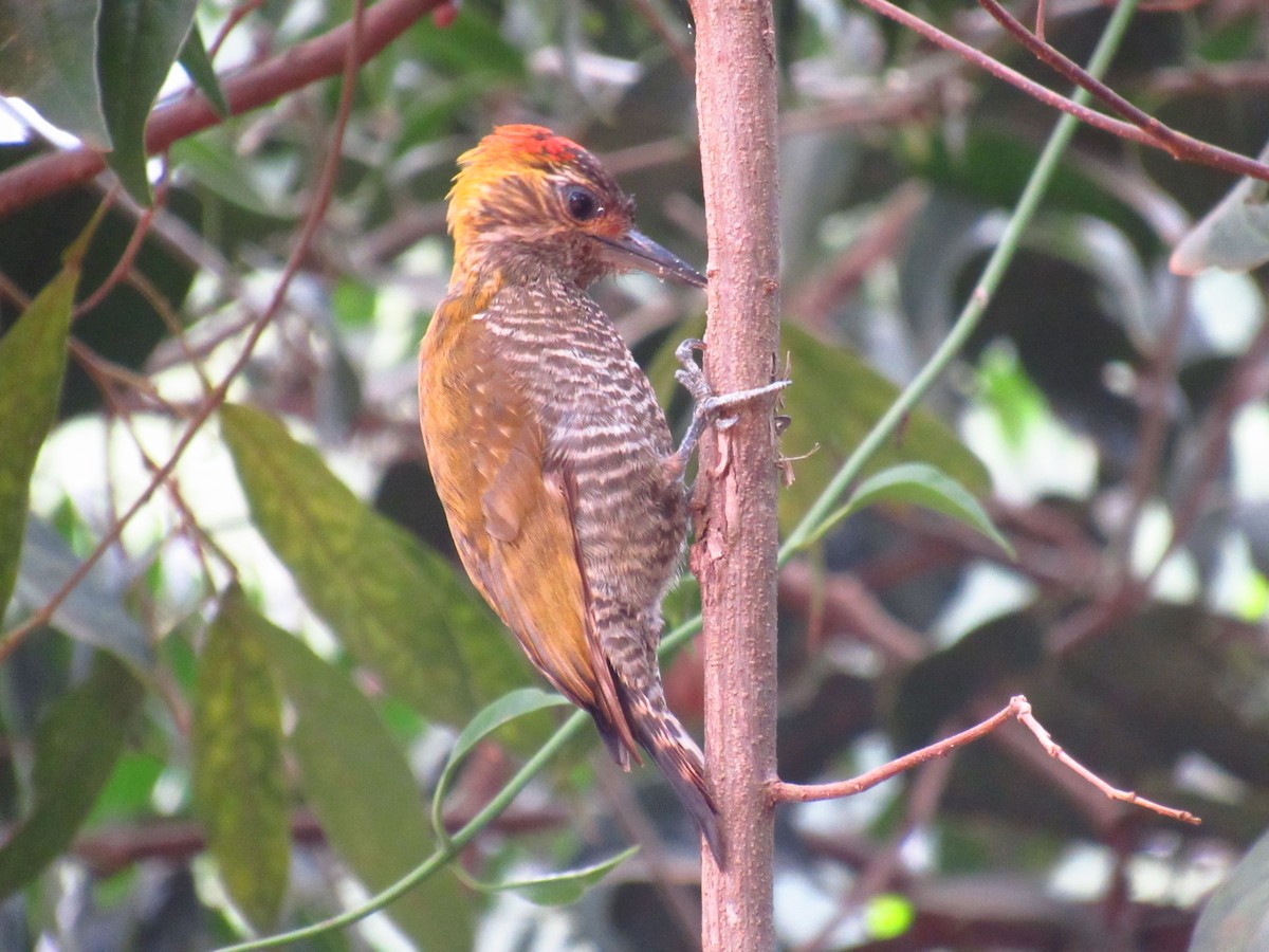 Yellow-eared Woodpecker - ML77732961