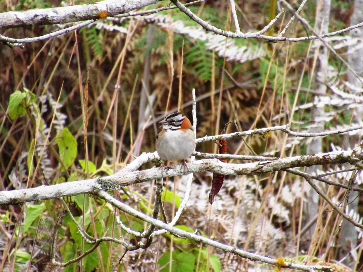 Rufous-collared Sparrow - ML77733051