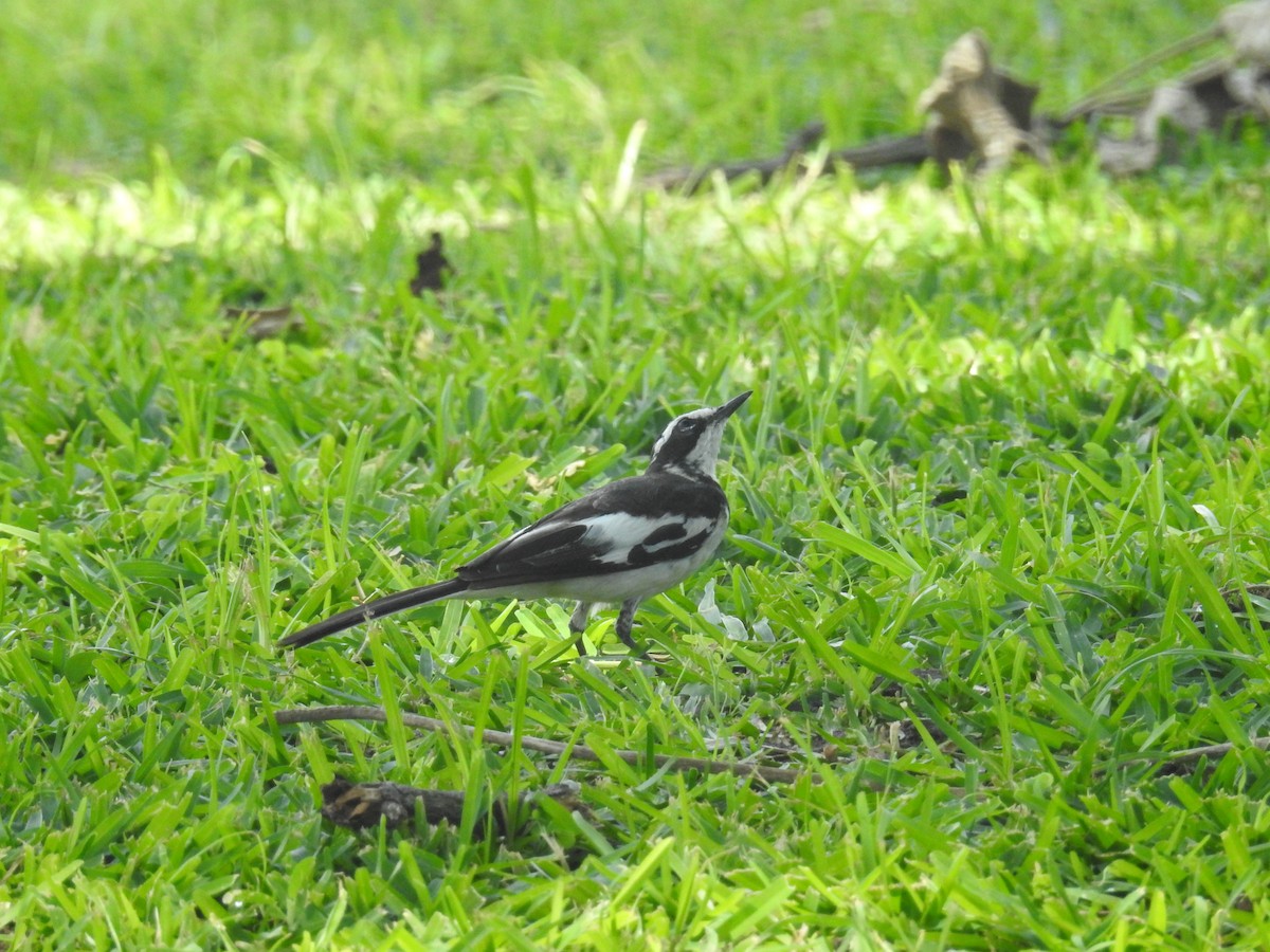 African Pied Wagtail - ML77733221