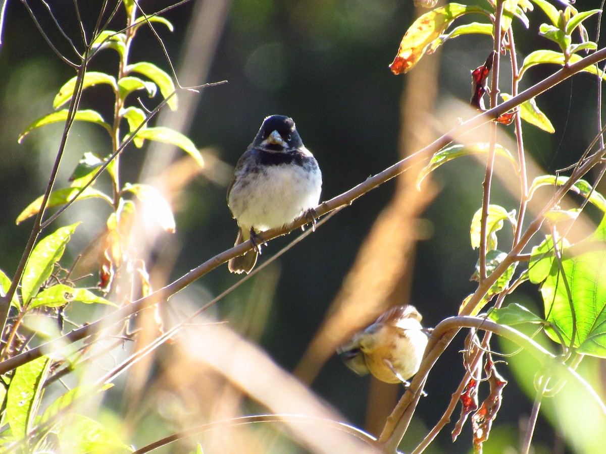 Double-collared Seedeater - ML77734041