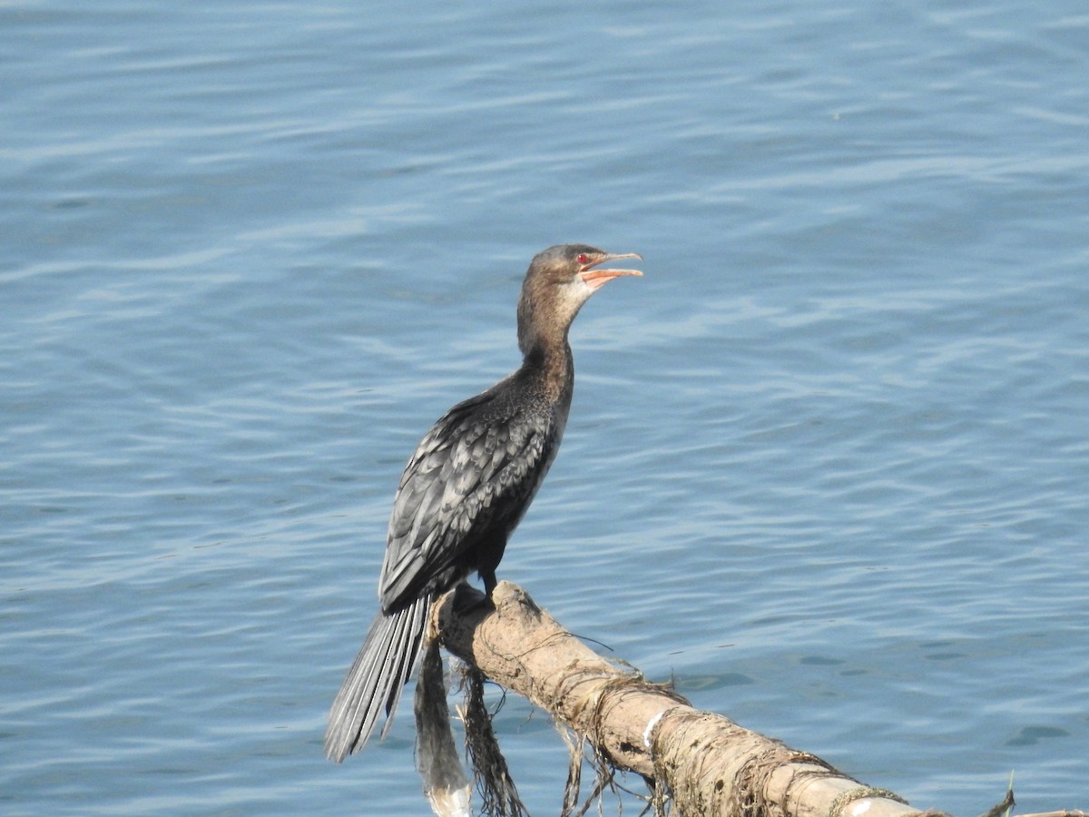 Long-tailed Cormorant - ML77734131