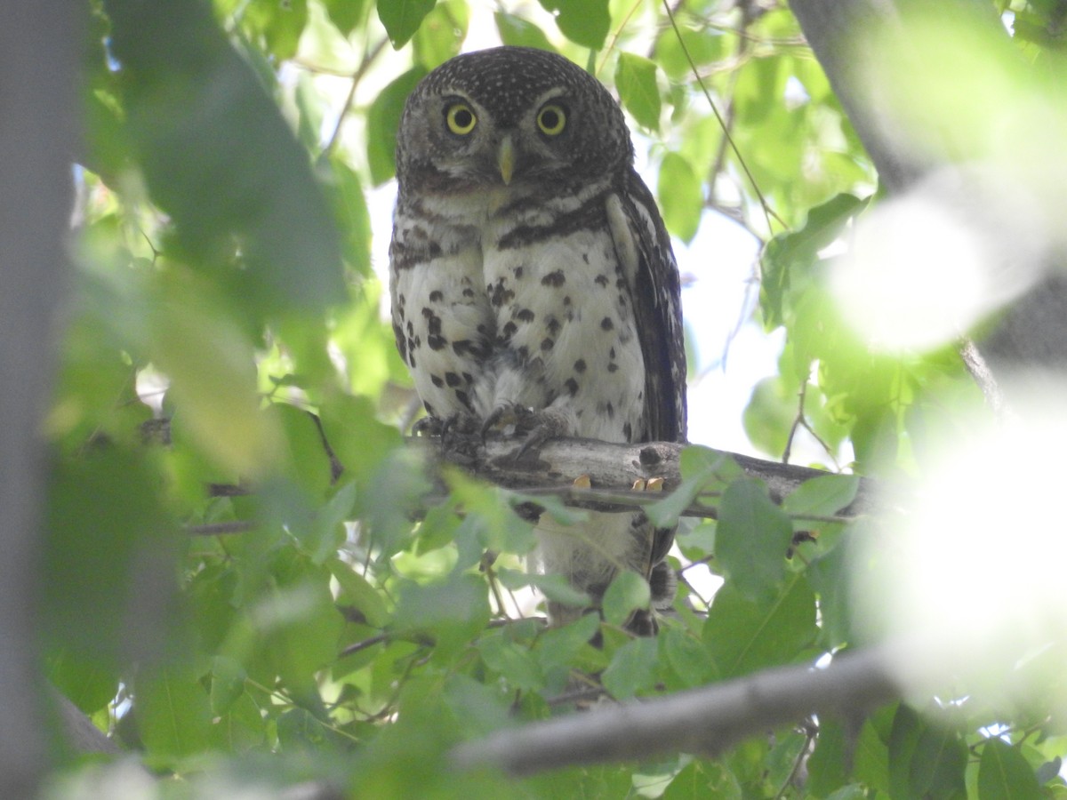 African Barred Owlet - ML77736071