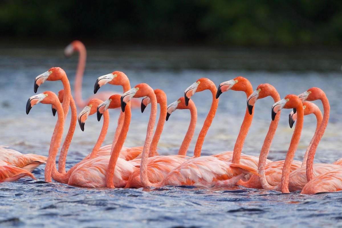 American Flamingo - Cory Gregory