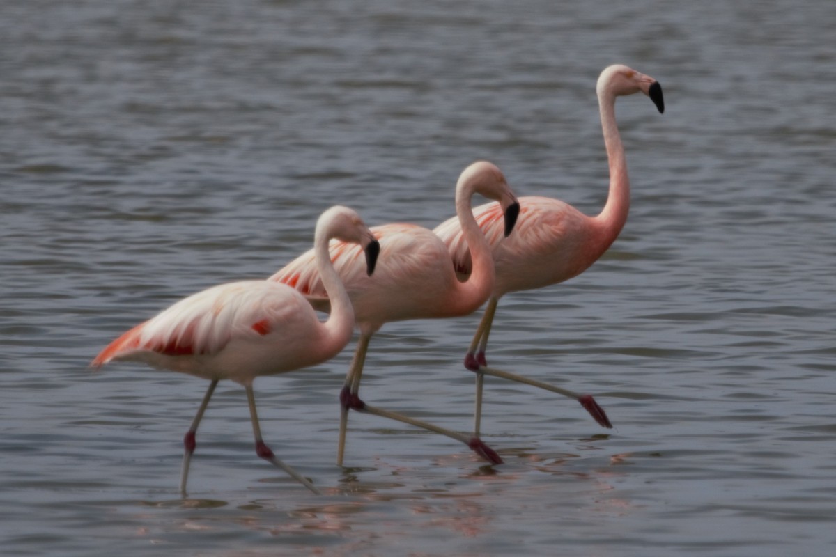 Chilean Flamingo - Ricardo Mitidieri