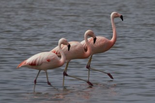 Chilean Flamingo, ML77738481