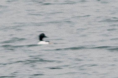 eBird Checklist - 9 Dec 2017 - Gloucester Harbor - Raven Lane - 10