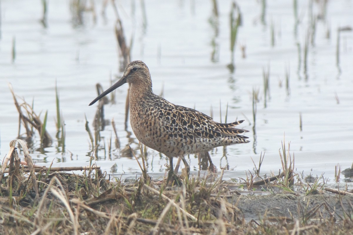 Short-billed Dowitcher - Cory Gregory