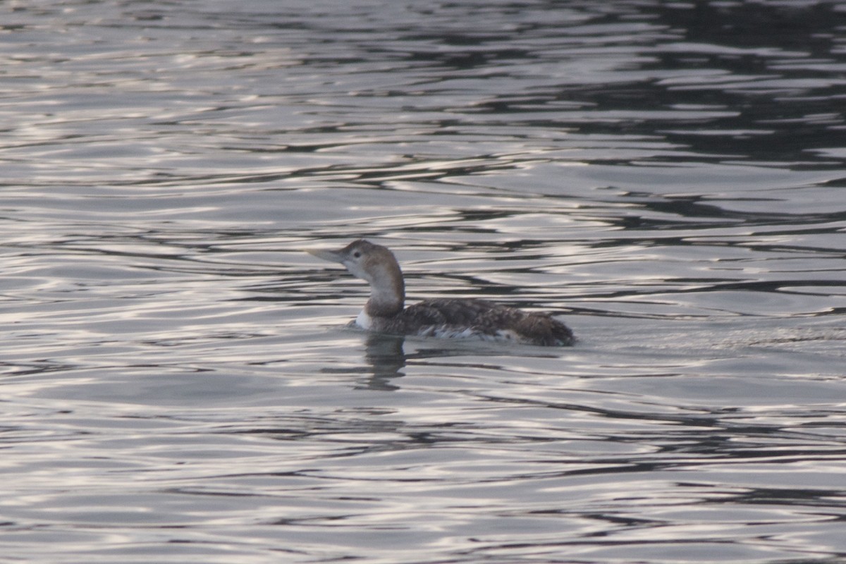 Yellow-billed Loon - Cory Gregory