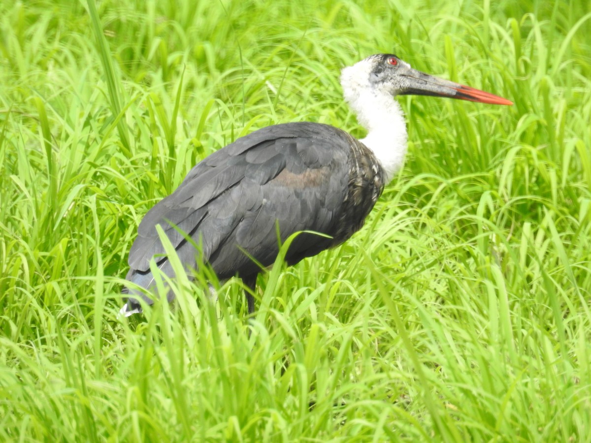 African Woolly-necked Stork - ML77739431