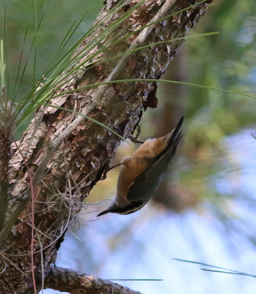 Red-breasted Nuthatch - John & Ivy  Gibbons