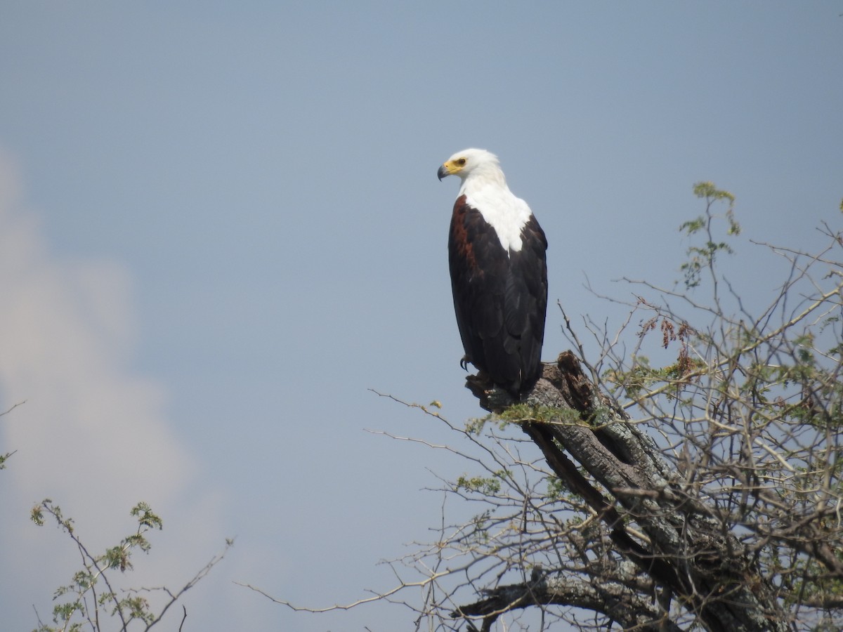 African Fish-Eagle - ML77740701