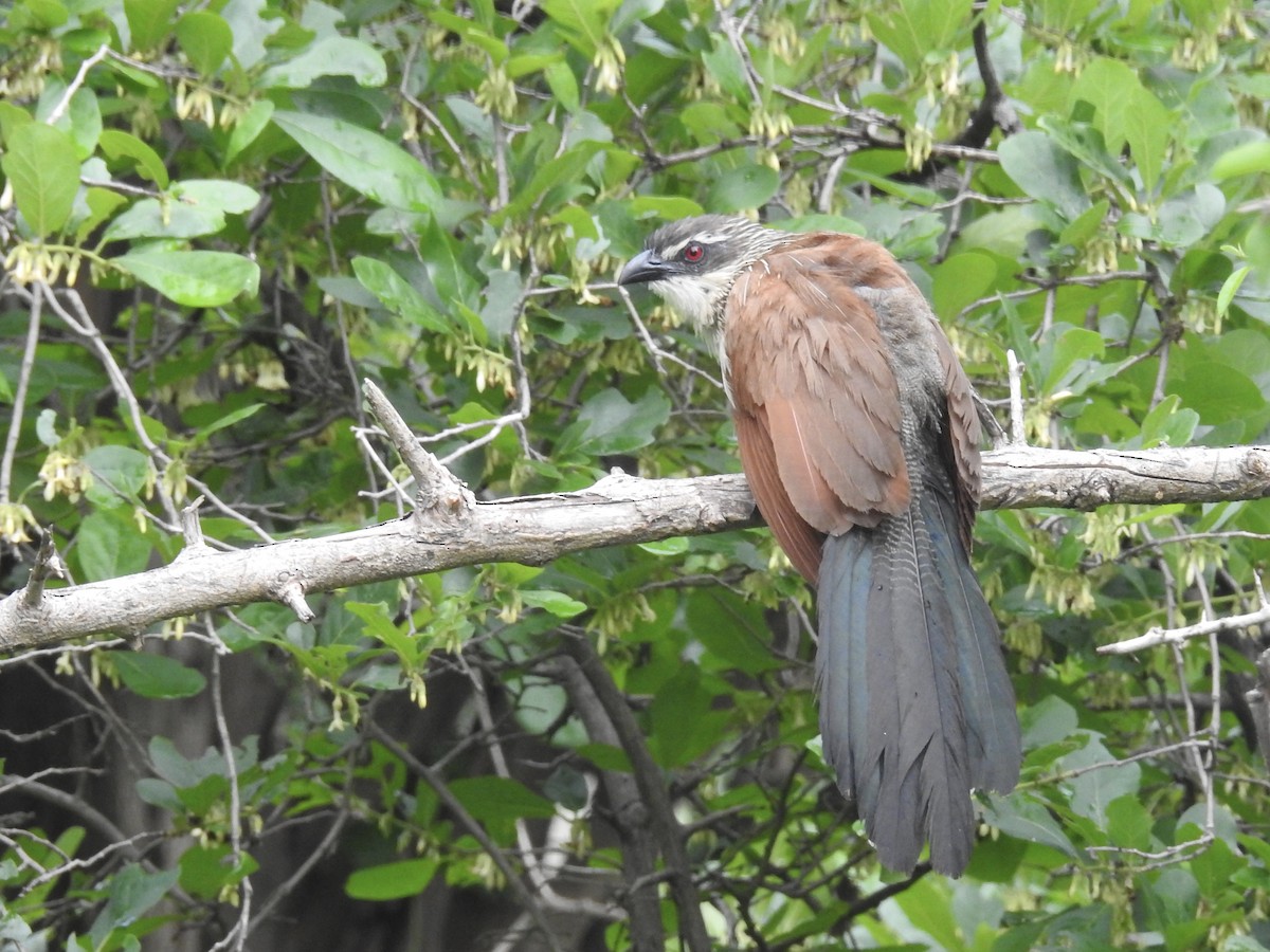 White-browed Coucal (White-browed) - Nick Hudson