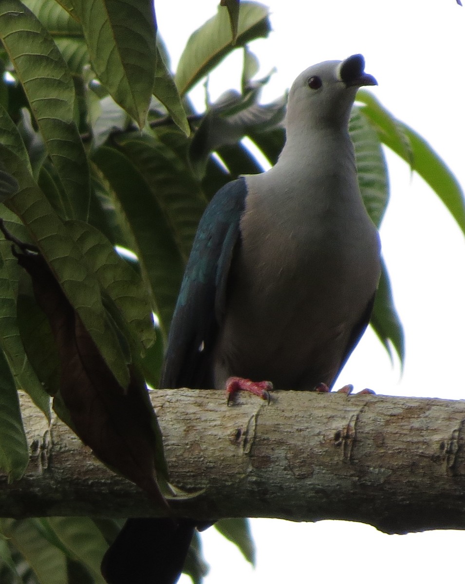Spice Imperial-Pigeon - ML77741591